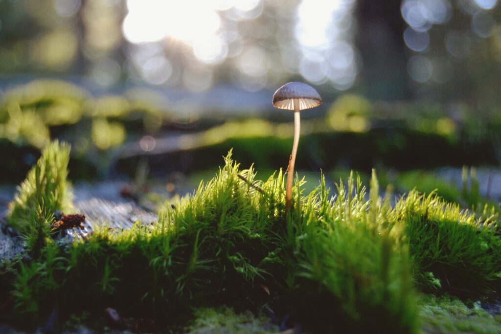 Vor einem grünen Waldhintergrund steht ein weißer Pilz.