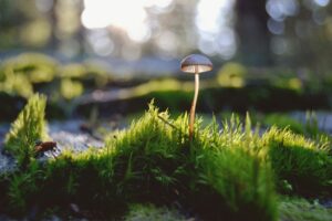 Vor einem grünen Waldhintergrund steht ein weißer Pilz.